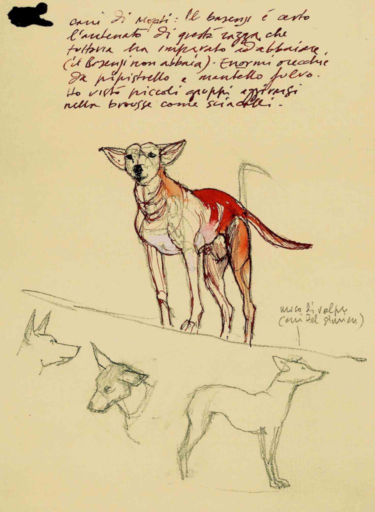 Un cane semiselvatico a Mopti in Mali. La taglia, le orecchie da pipistrello e il mantello fulvo ricordano le caratteristiche del cane basenji ma diversamente da quest’ultimo, che è muto, il cane di Mopti abbaiava, eccome.