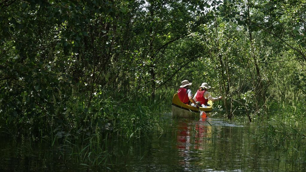 Foresta allagata nella zona di Besate (Valentina Scaglia)