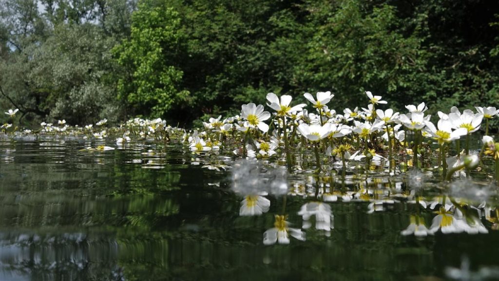 Fioritura del ranuncolo fluviale vicino a Turbigo (Valentina Scaglia)