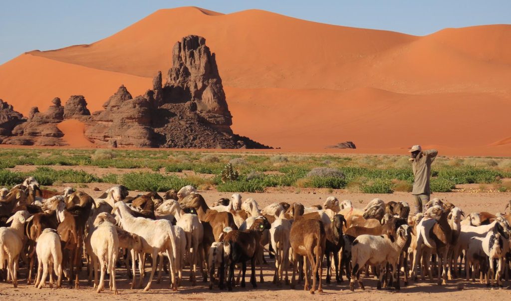 Un pastore col suo gregge di pecore