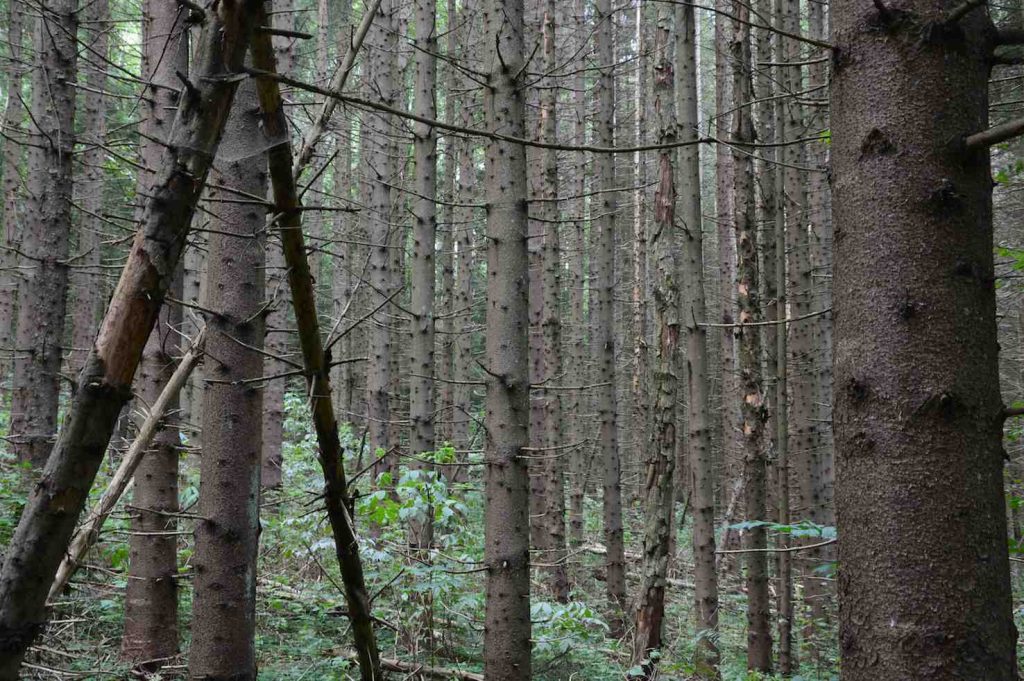 Una foresta di abeti (Ivo Kruusamägi)