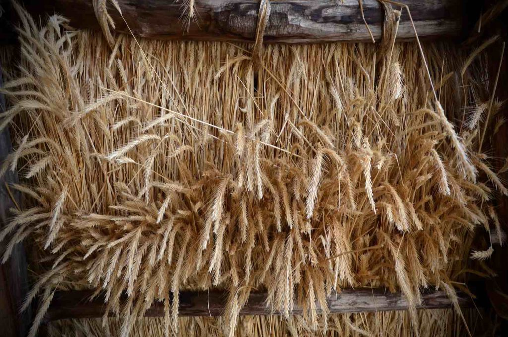 Intreccio di paglia delle tradizionali stalle di Centocampi