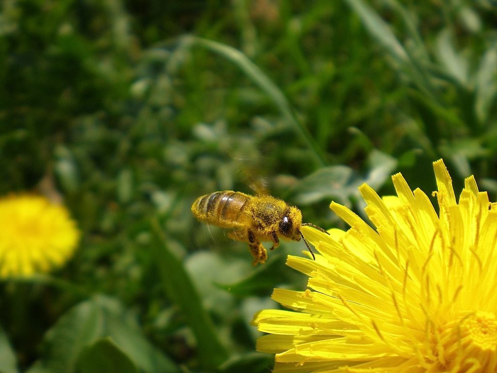 Ape mellifera che trasporta polline da un fiore di Dente di leone all’altro, in un prato da foraggio (Daniele Besomi)