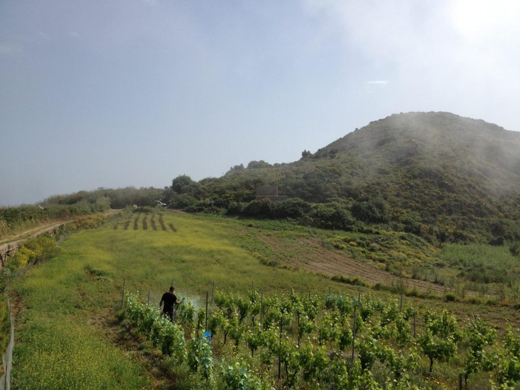 Vigneto di corinto nero franco di piede a Fossa del Monte a Lipari (www.caravaglio.it)