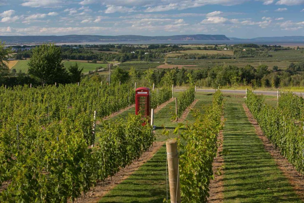 Vigneti nella regione vinicola della Nuova Scozia, Canada (Gavin Langille)