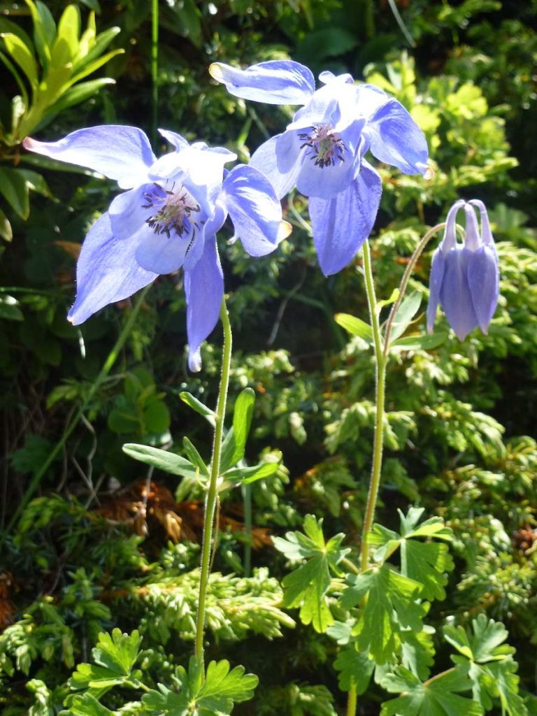 Aquilegia maggiore (Aquilegia alpina), specie potenzialmente minacciata, trovata in Val Bedretto (M. Martucci)
