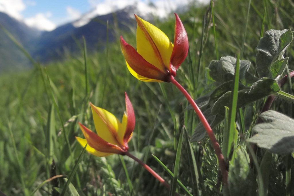 Tulipano montano (Tulipa sylvestris) (Info Flora, Adrian Möhl)