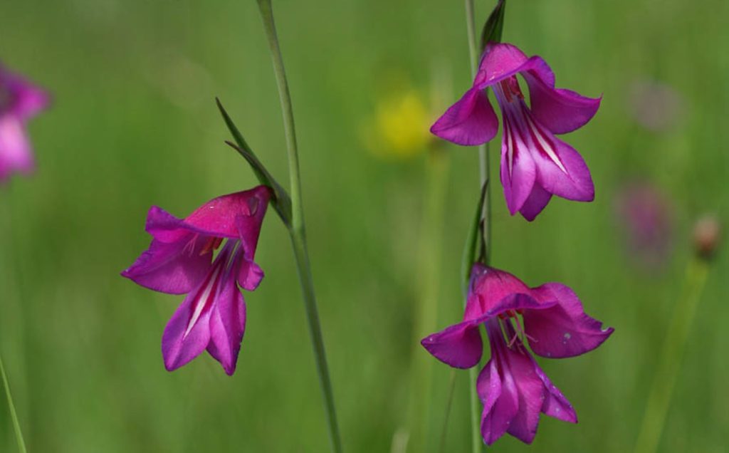 Gladiolo reticolato (Gladiolus palustris) (Info Flora, Christophe Bornand)