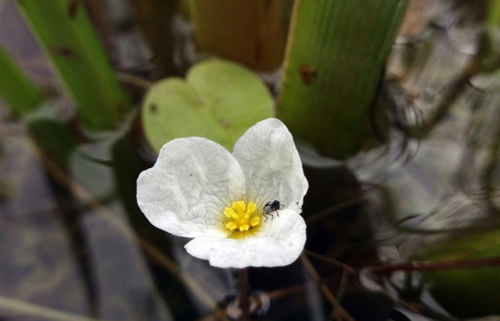 Morso di rana (Hydrocharis morsus-ranae). (Info Flora, Adrian Möhl)