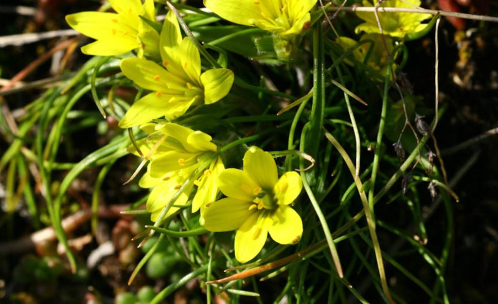 Cipollaccio delle rupi (Gagea saxatilis) (Info Flora, Christophe Bornand)
