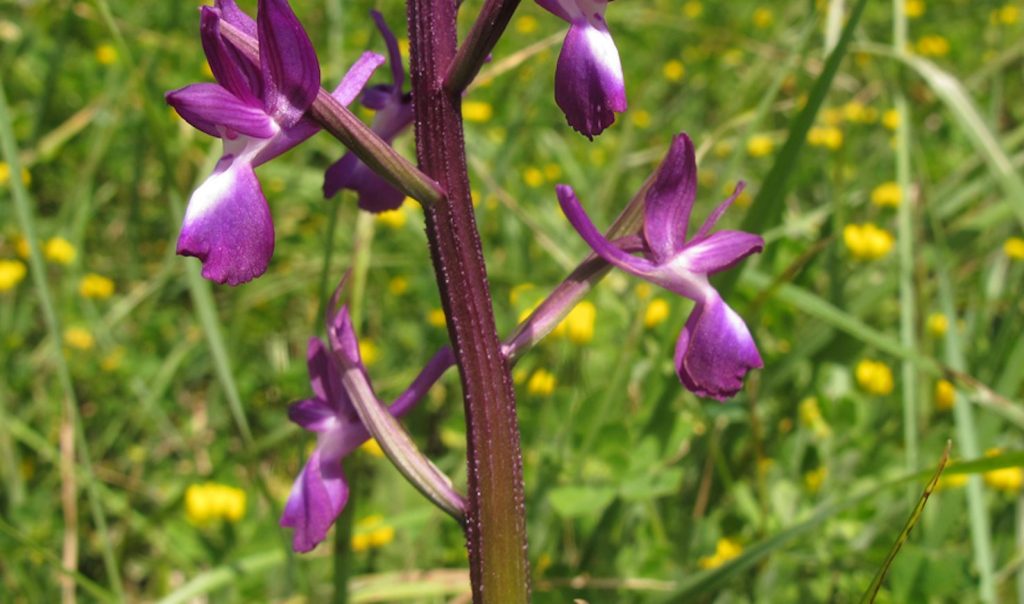 Orchidea acquatica (Orchis laxiflora) (Info Flora, Stefan Eggenberg)