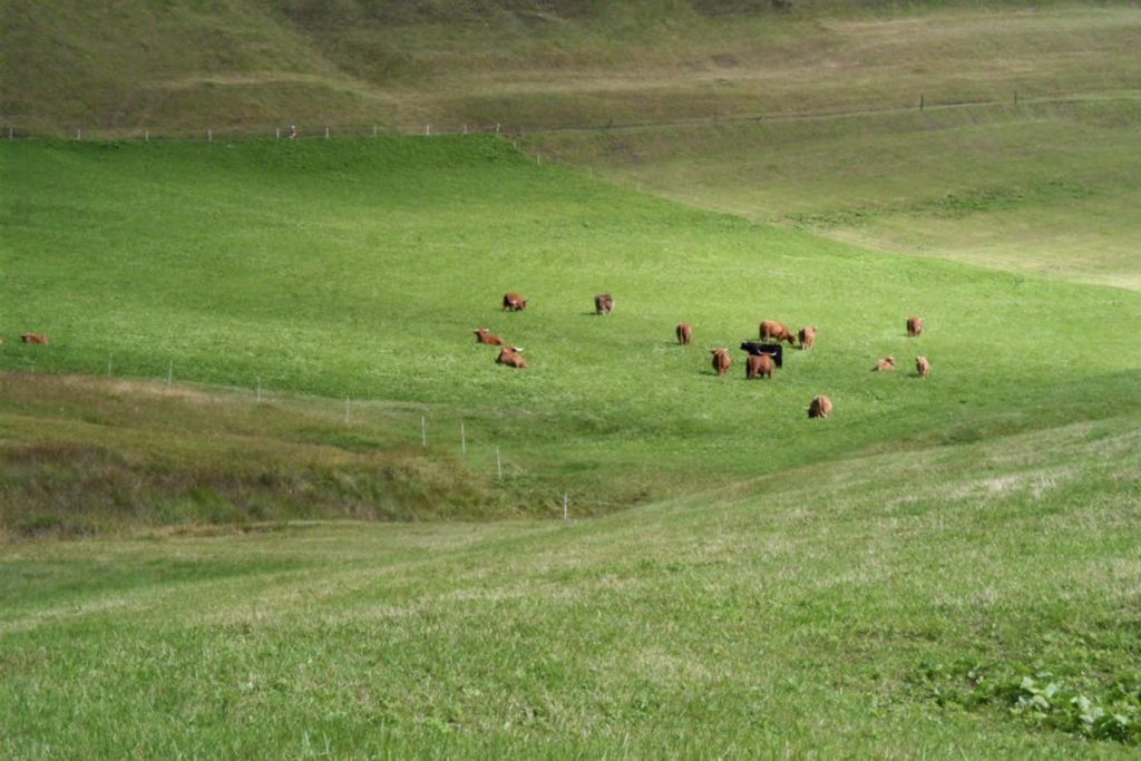 Mucche Highlander al pascolo estivo ad Anveuda