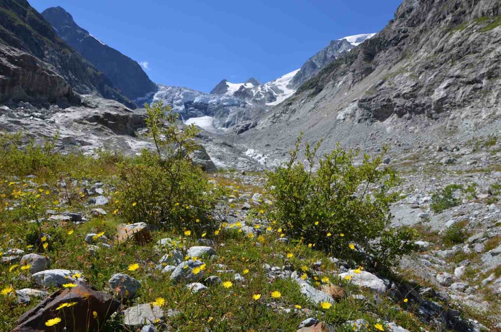 Vegetazione pioniera