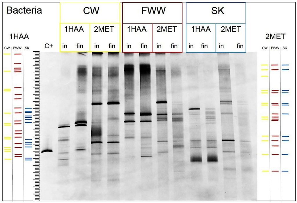 Il risultato di un’elettroforesi su gel per l’analisi della comunità microbica (Relazione finale TANAIS)