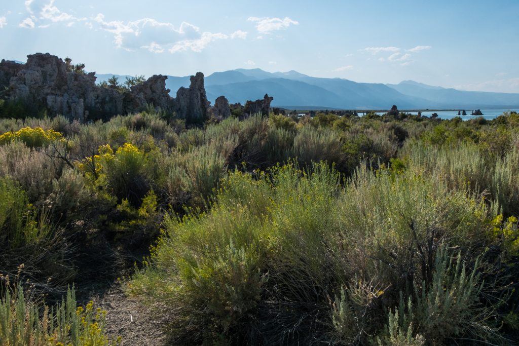 I cespugli di piante acquatiche intorno al Mono Lake sono tornati a crescere in seguito all’aumento dei livelli del lago