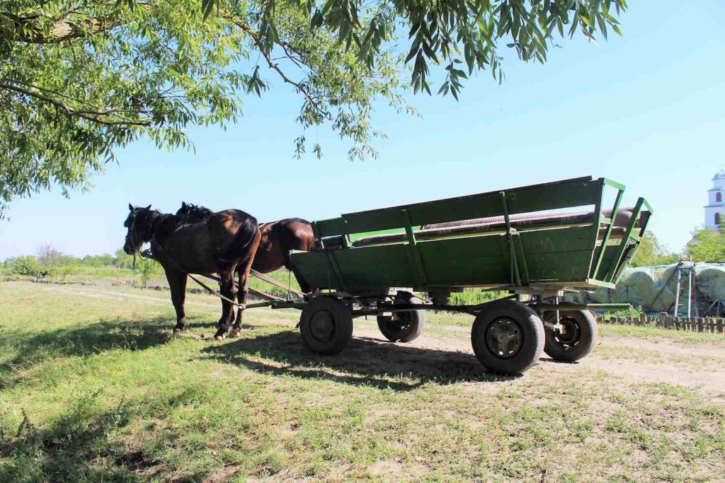 Carri tradizionali nel delta del Danubio