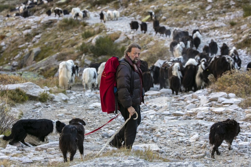 Nicola Toscano durante la tradizionale transumanza della mandria di Yak sul Passo dell’uomo (Ti-Press)