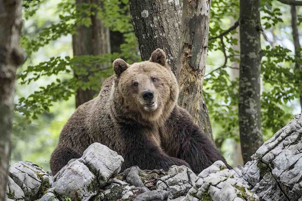 Orso bruno europeo dominante, o Orso alfa (Ursus arctos), nella foresta carsica, Notranjska, Slovenia (Franco Banfi)
