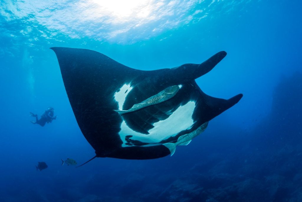 Un sub segue una manta gigante (Manta birostris) nei pressi dell’isola San Benedicto, Arcipelago Revillagigedo, Messico