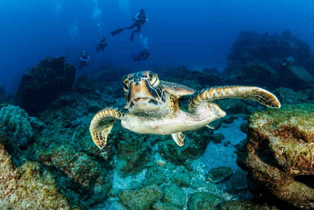 Tartaruga verde (Chelonia mydas) e subacquei, nei pressi di Socorro Island, Arcipelago Revillagigedo, Riserva della Biosfera, Oceano Pacifico, Messico