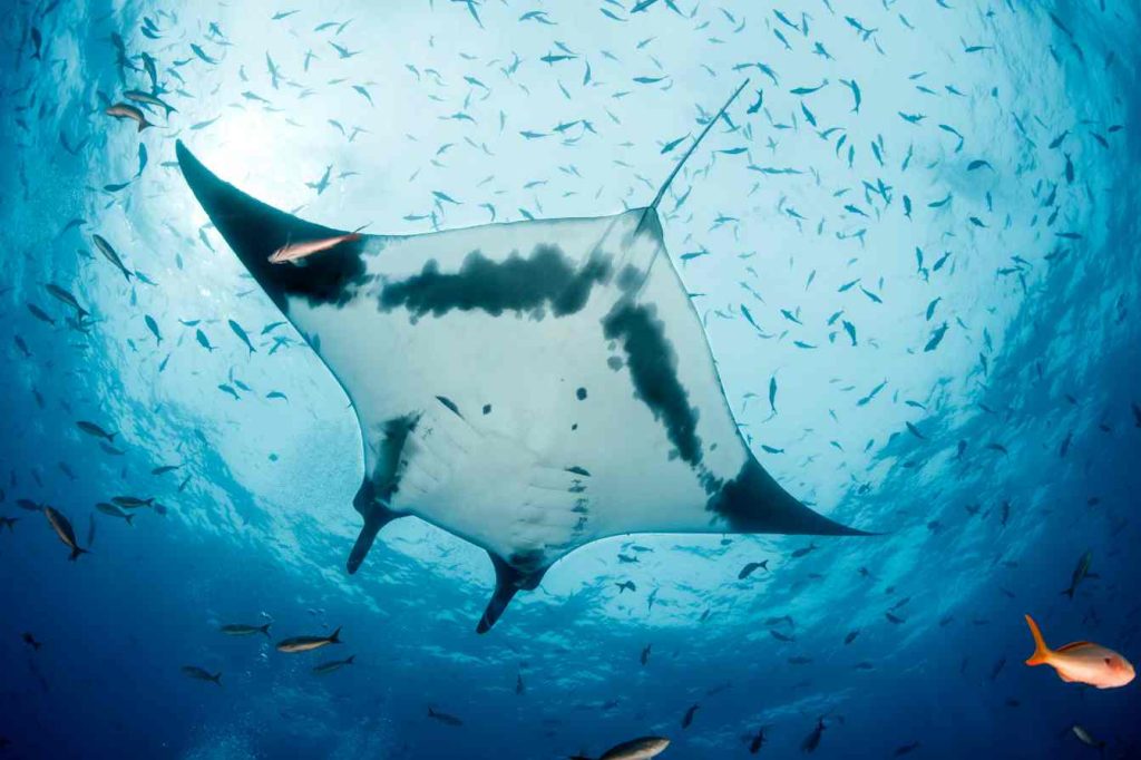 Manta gigante (Manta birostris), nei pressi dell'isola San Benedicto, Arcipelago Revillagigedo, Messico
