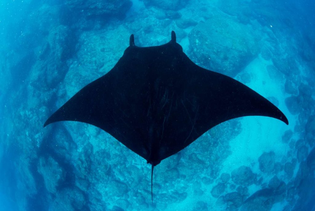 Manta gigante (Manta birostris) nei pressi dell'isola San Benedicto, Arcipelago Revillagigedo, Messico