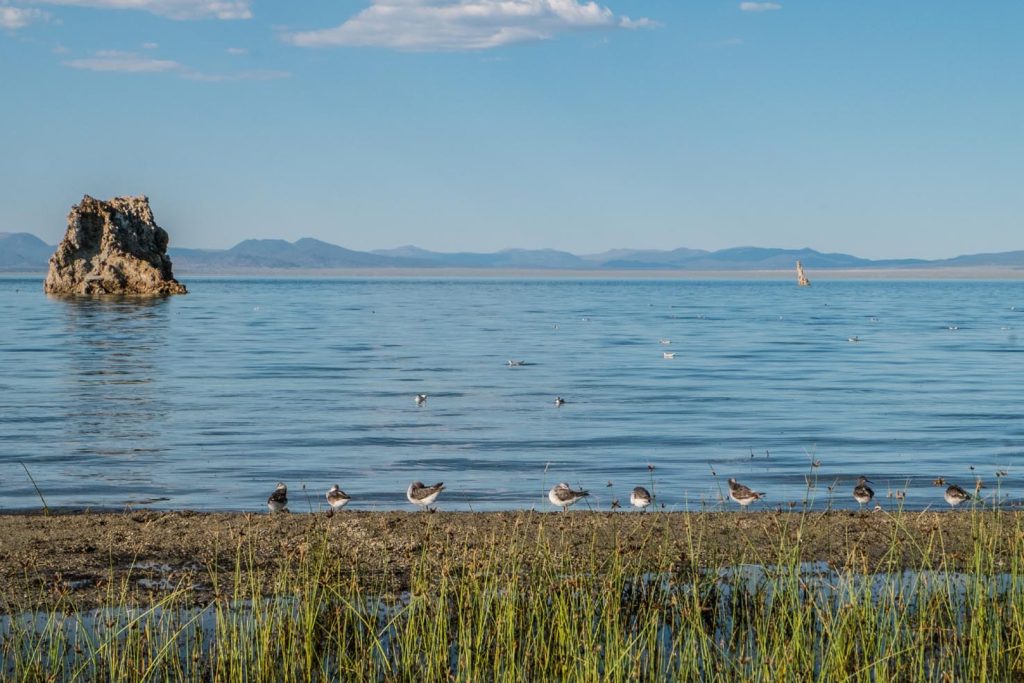 Un gruppo di gabbiani della California sul ciglio del lago