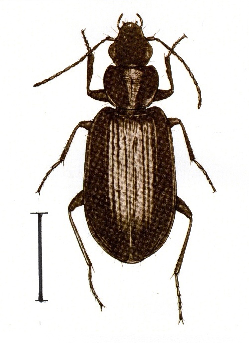 Il coleottero pirofilo Europhilus bogemanni, scala 3 mm (A. Focarile)