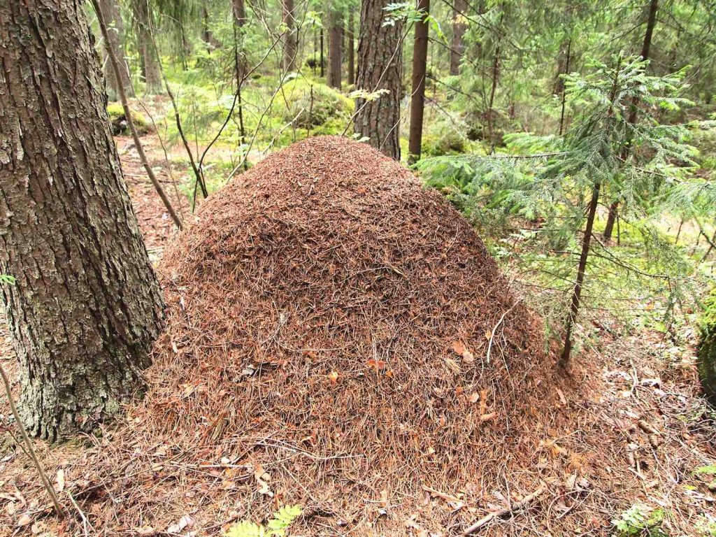 Un tipico formicaio di grandi dimensioni (Pxhere.com)