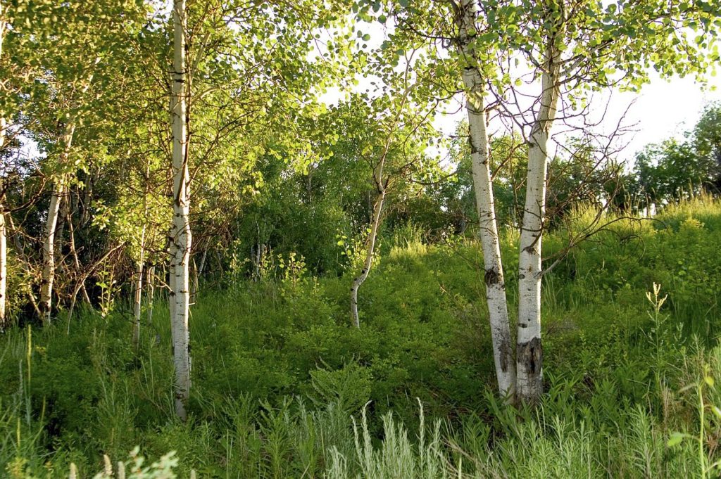 In valle Vedeggio e nel Bellinzonese sui pascoli abbandonati da oltre 50 anni, si è insediata una rigogliosa boscaglia di betulle pioniere (Needpix.com)