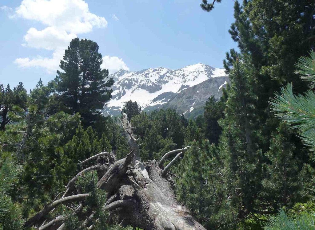 Paesaggio al Lucomagno con pino cembro (Marco Martucci)