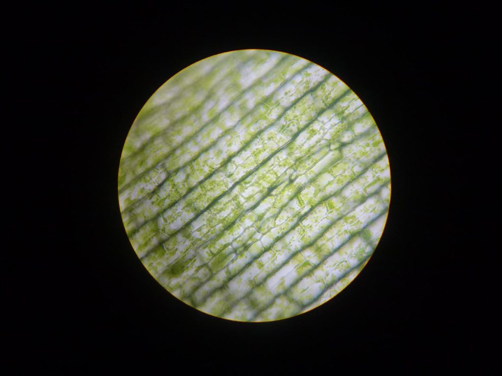 Cellule di foglia ingrandite al microscopio: si notano i minuscoli e numerosi verdi cloroplasti dentro le cellule. È qui che avviene la fotosintesi. Ogni cloroplasto (sono quei «pallini» verdi dentro le cellule della foglia) misura 5 micrometri, cioè 5 milionesimi di metro, circa 15 volte più sottili di un capello!