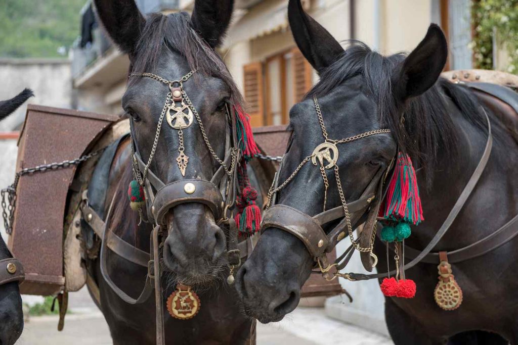 Ornamenti e amuleti dei muli di Agerola