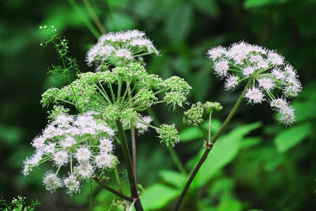 Un esemplare di Angelica sylvestris L (pxhere.com)