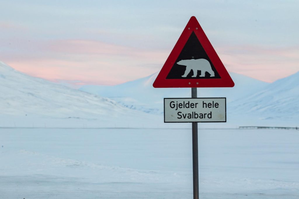 L’orso polare abita tutto il territorio delle Svalbard (Ottavio Giannella)