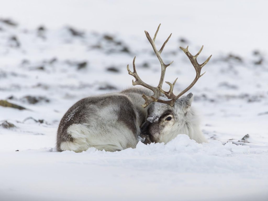 La renna delle Svalbard (Ottavio Giannella)