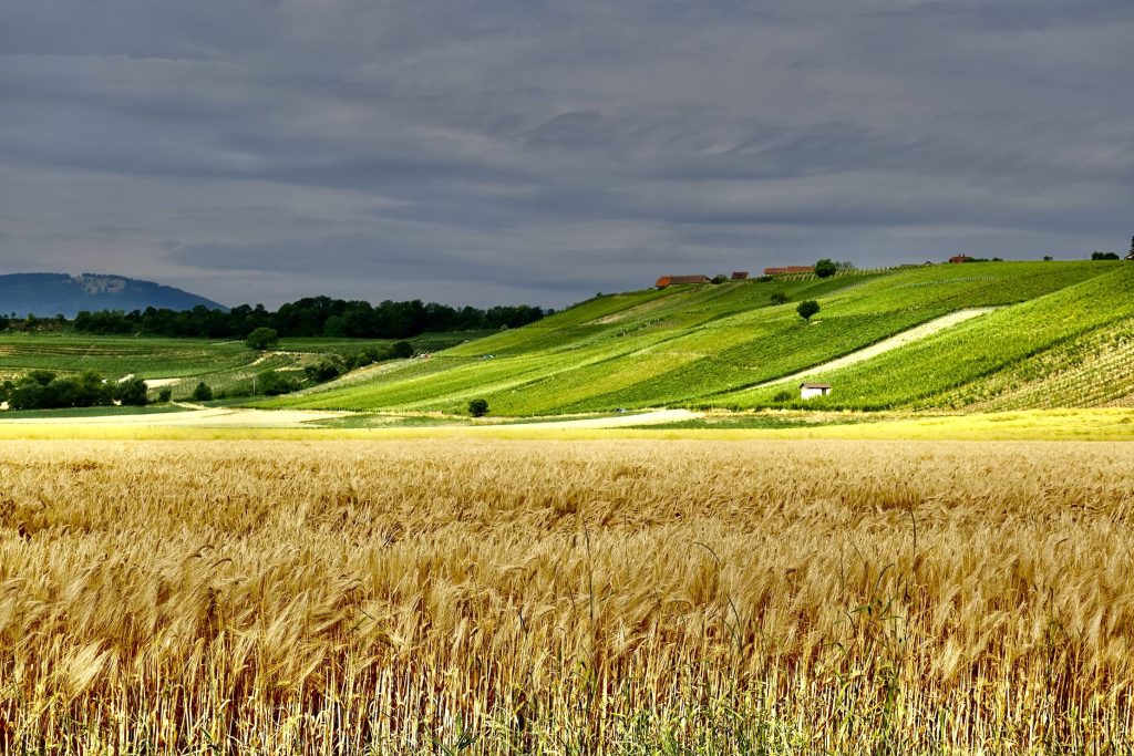 Campi coltivati e vigneti a Arnex-sur-Orbe.