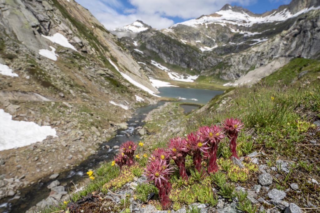 Lago Bianco (2076 m), circondato dalle bellissime pareti rocciose scoscese della Val Bavona (Franco Banfi)