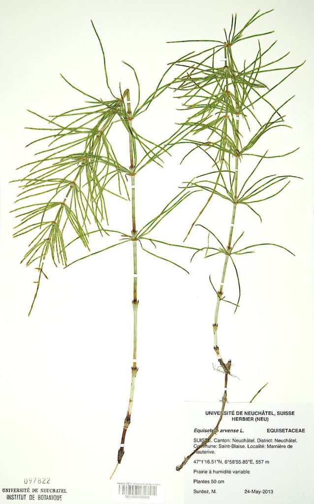 Esemplare di pianta essiccata e pressata della specie Equisetum arvense L. (Università di Neuchâtel - Herbarium project)