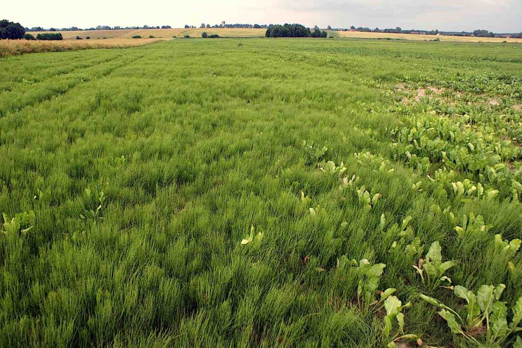 Un campo di Equisetum arvense L. (Kenraiz)