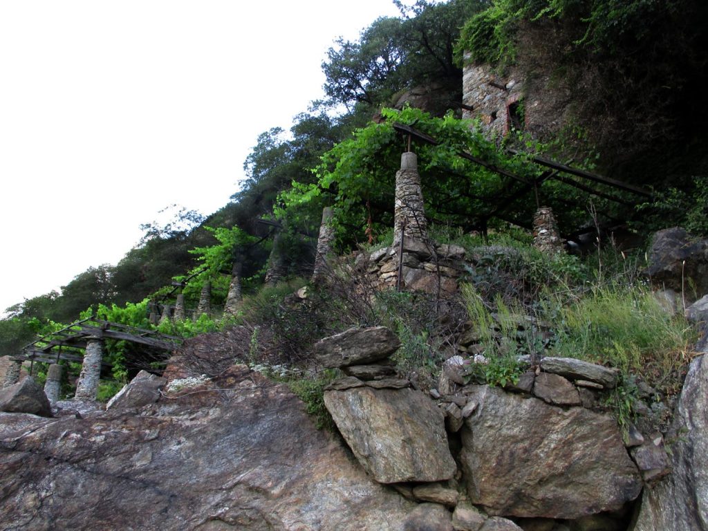 Un tipico pergolato dei vigneti terrazzati in Valle d’Aosta (Arnaud25)