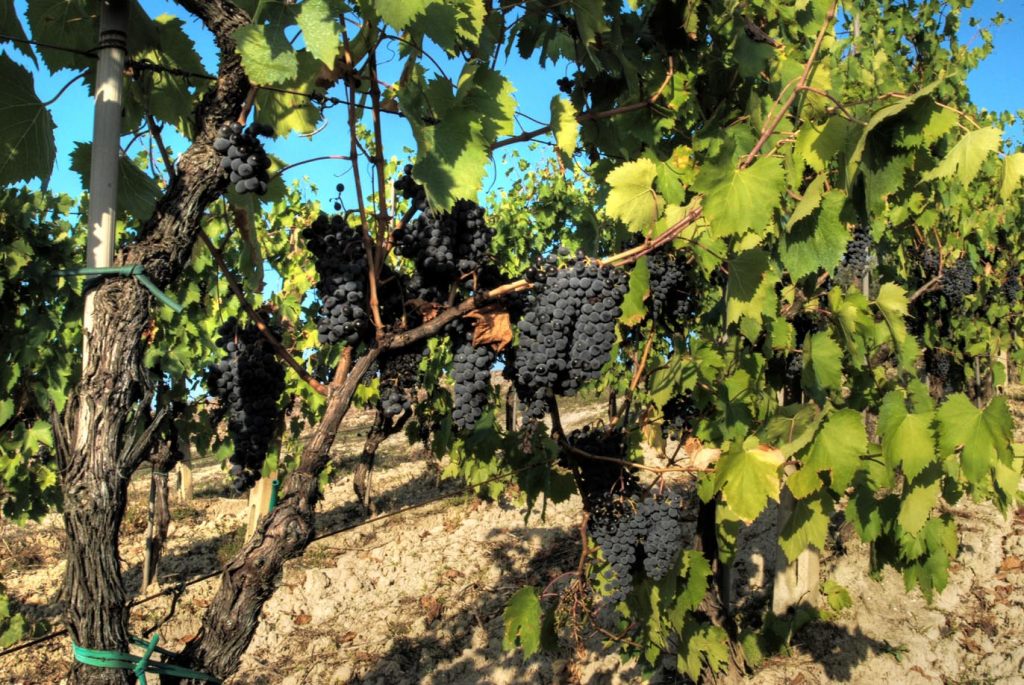 La vigna di Sangiovese (Francesco Sgroi)