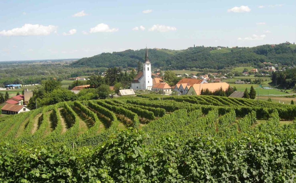 Una panoramica sulle vigne di Zavrcˇ, nei pressi del fiume Drava, nella regione di Podravje