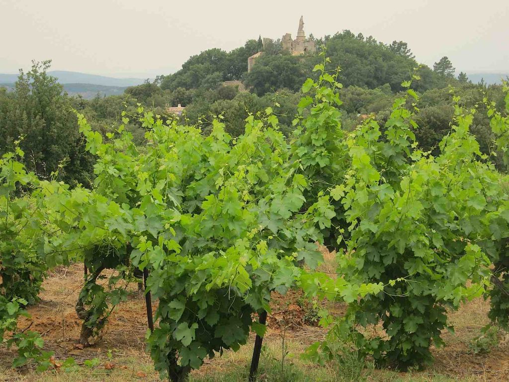 Un vigneto nel villaggio Sabran, Gard, Languedoc-Roussillon, Francia (Landhere)