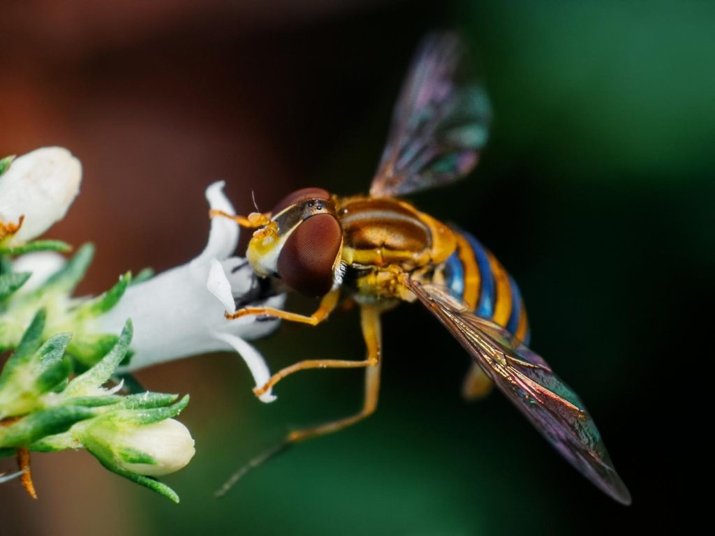 Syrphidae hoverfly: è una mosca ma finge di essere una vespa (Joao P. Burini)