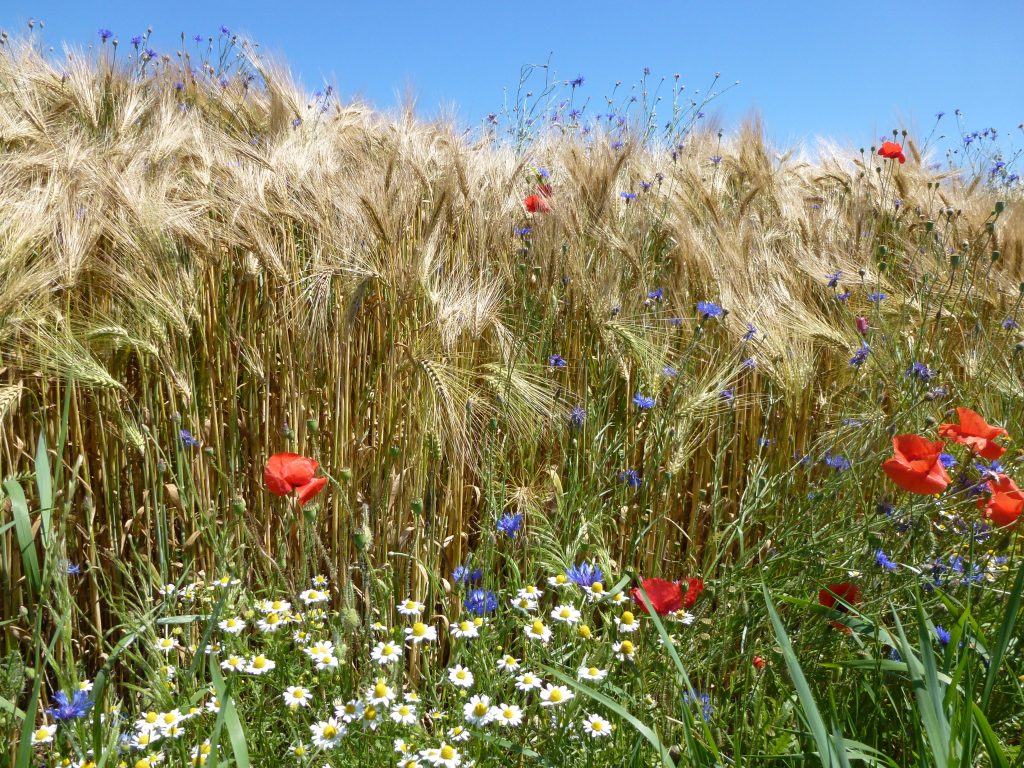 L’invasione delle piante alloctone minaccia la biodiversità