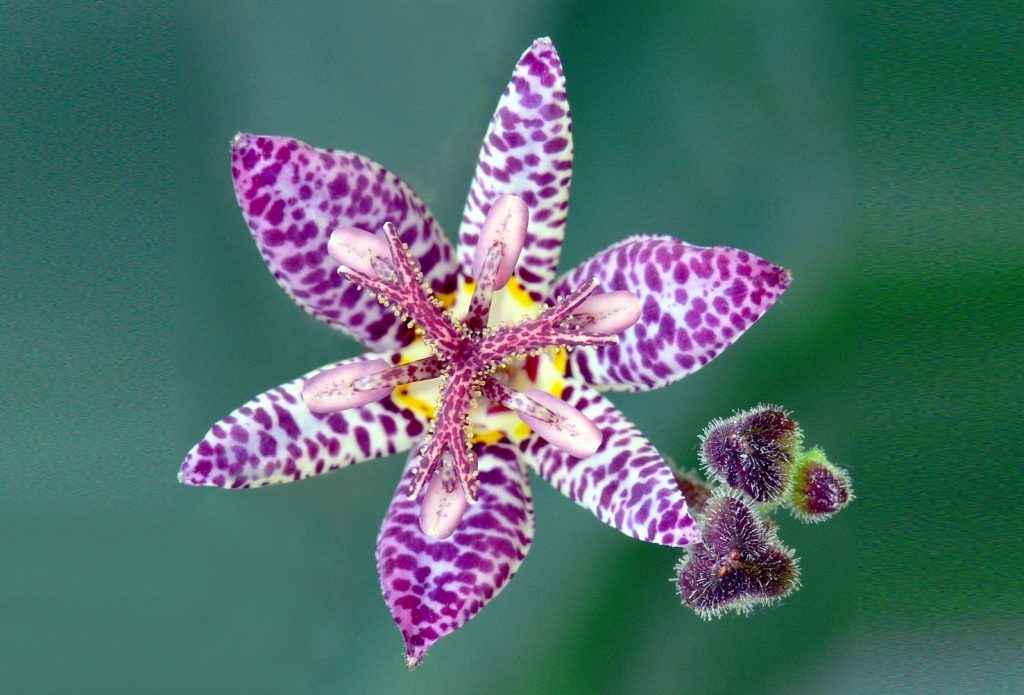 Tricyrtis formosana (T. stolonifera) (James Gaither)