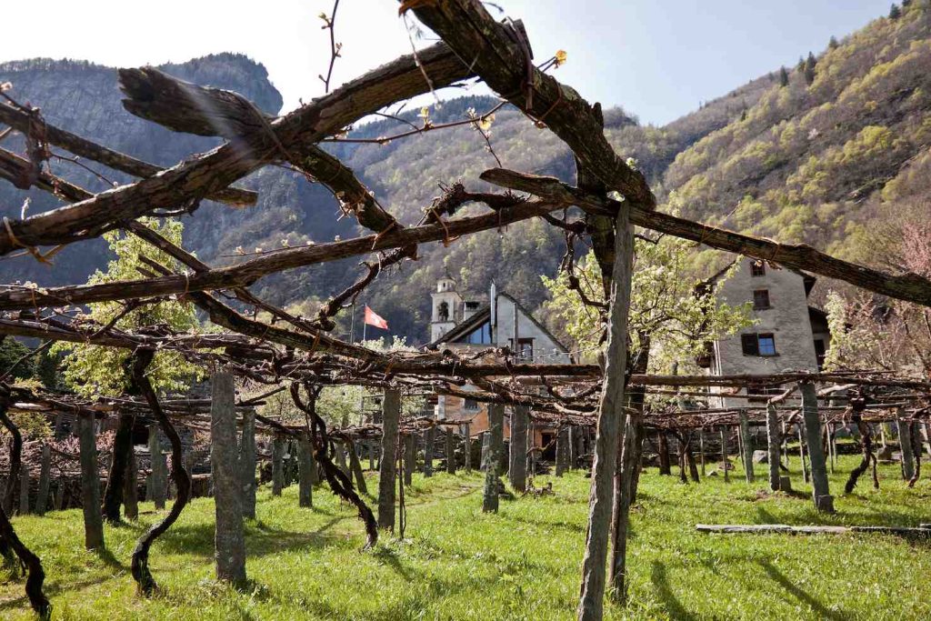 Un vigneto a Cevio (Keystone)