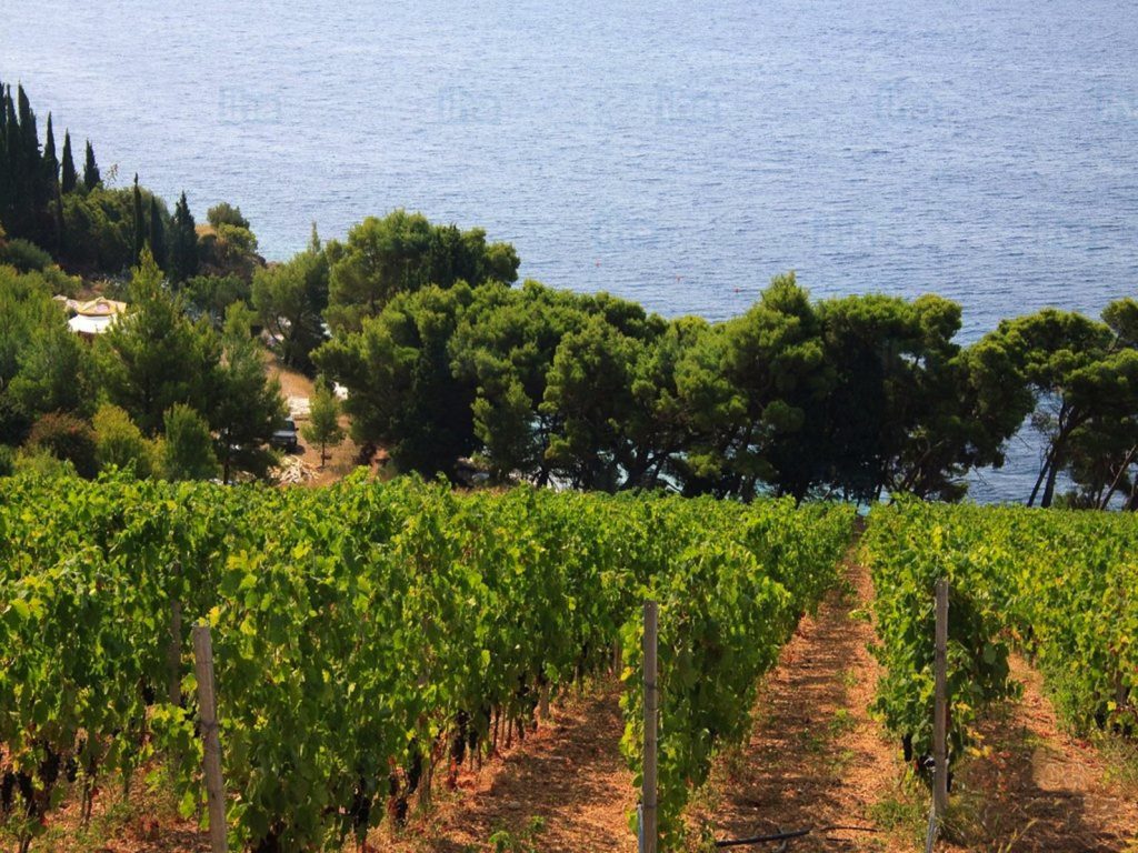 Vigneti che guardano il mare a Murvica, in Dalmazia (iha.com)