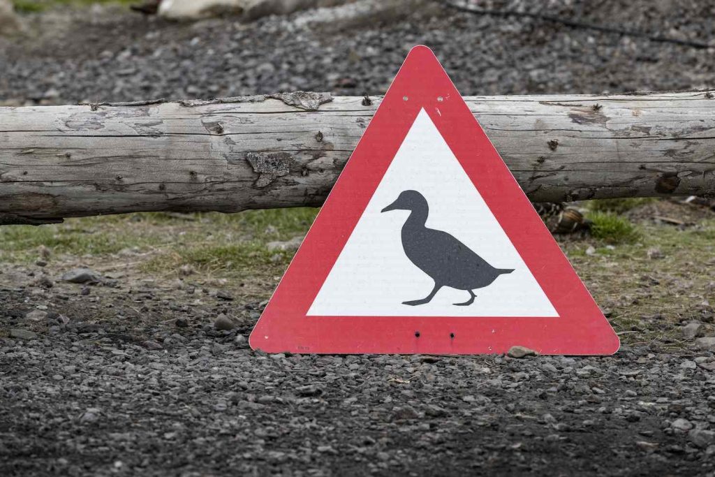 Attenzione agli edredoni (Franco Banfi)